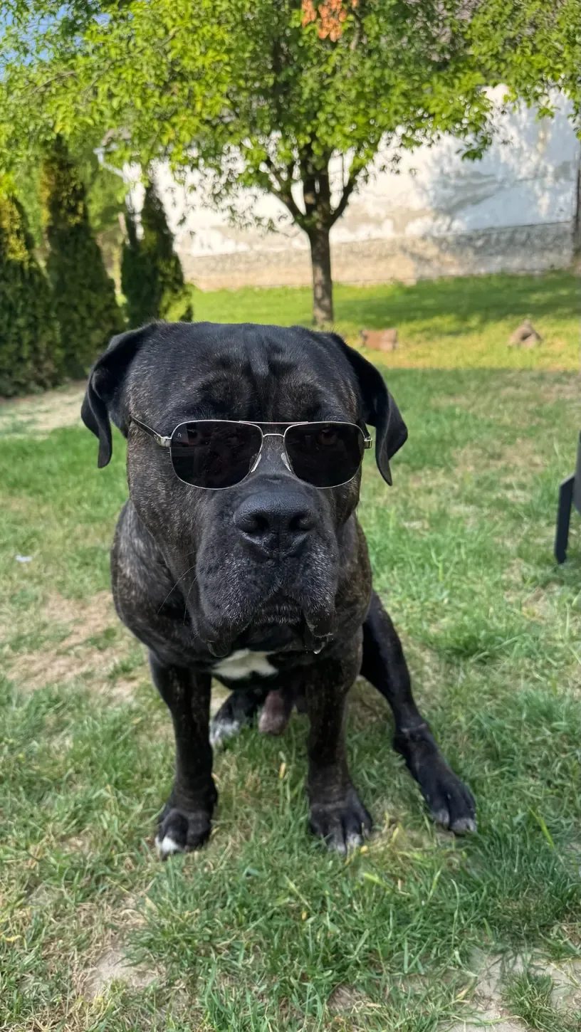 Pascals Hund Solomon mit Sonnenbrille im Garten